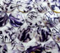 Aubergine 28-30mm Printed MOP Shell Coin